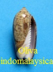 Oliva (Viduoliva) indomalaysica, Petuch & Sargent 1986